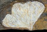 Fossil Ginkgo Leaf From North Dakota - Paleocene #103879-1